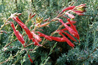 Zauschneria cana